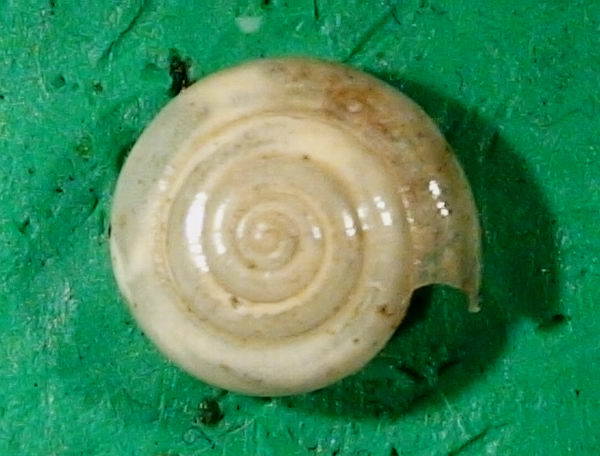 Mediterranea hydatina (Rossmässler, 1838)